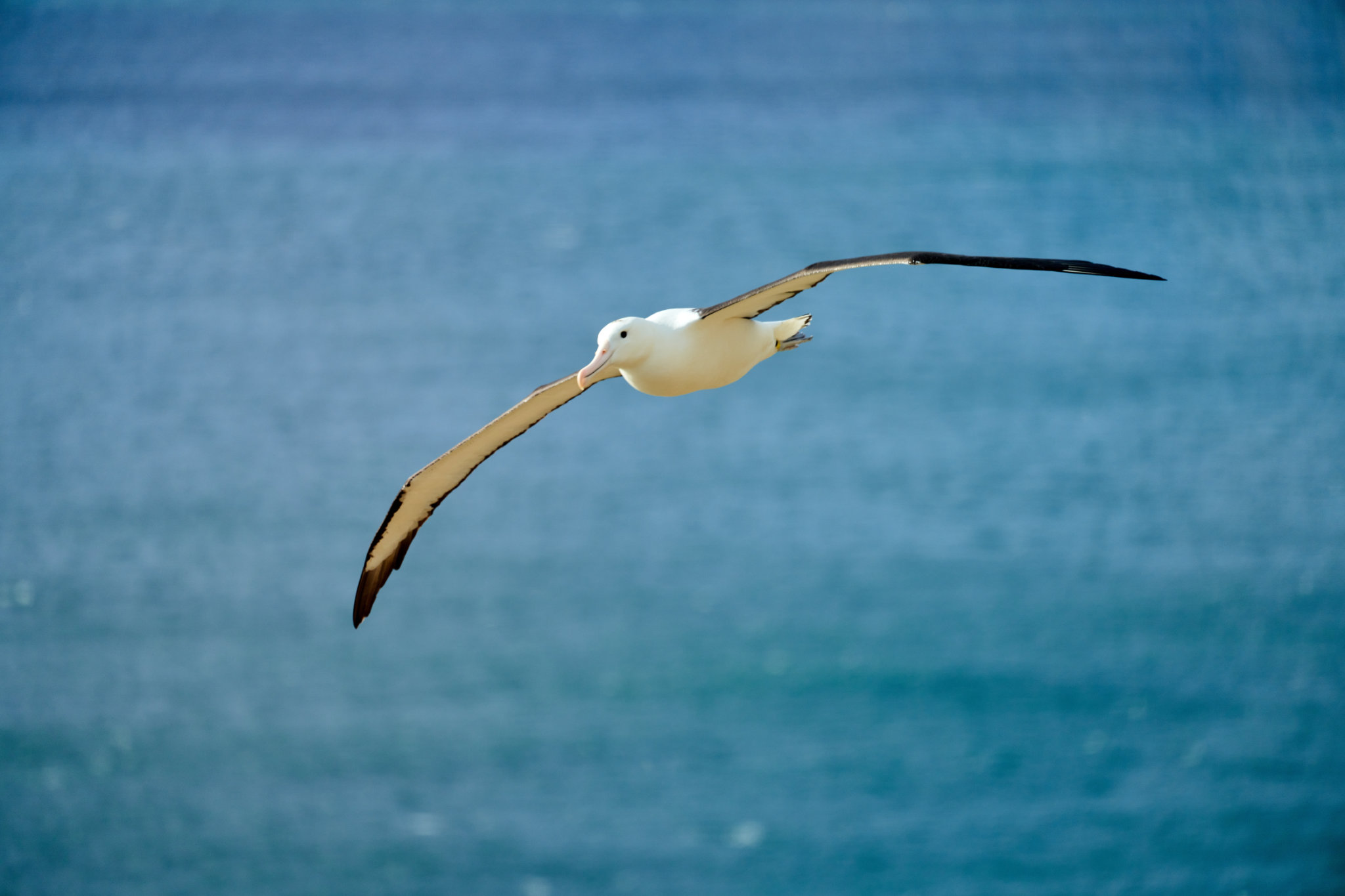 Royal Albatross